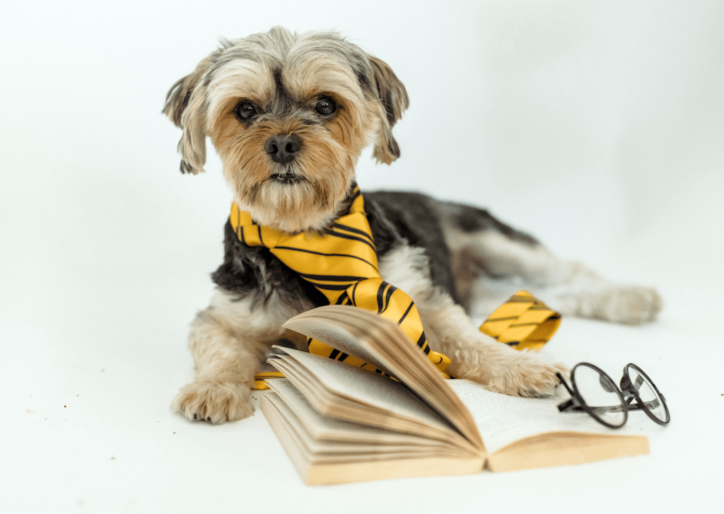Small, cute and scruffy dog in a man's full sized, yellow and black striped tie. Lying down with paws on open book  as if he's reading it, and eyeglasses sitting to the side. 