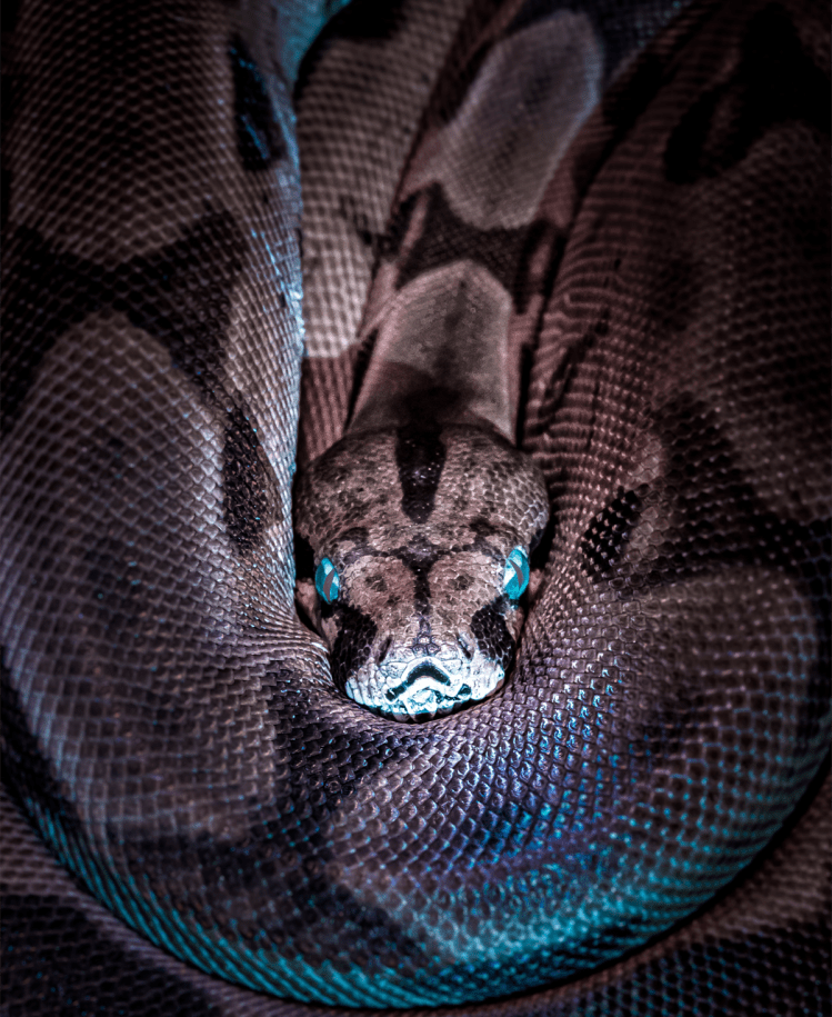 Brushing Elbows with Snakes &&nbsp;Weasels